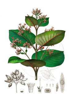 Cinchona pubescens Quinine tree, Red Bark, Cinchona, Quina, Quinquina, Quinine Bark, Peruvian Bark, Jesuit